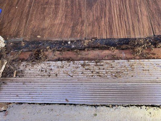 Subterranean termites damages from inside the floor.