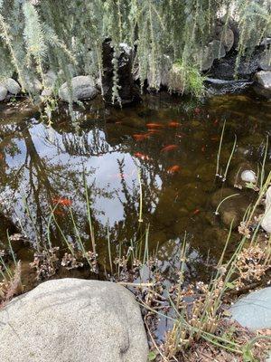 Koi pond