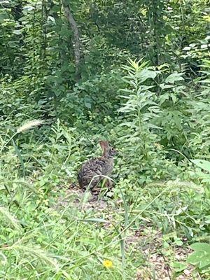 Swamp rabbit