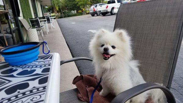 Pup friendly tables out front for all of us to enjoy our quiche and  apple cake !