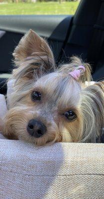 Yorkie dog after her grooming from Sophia.