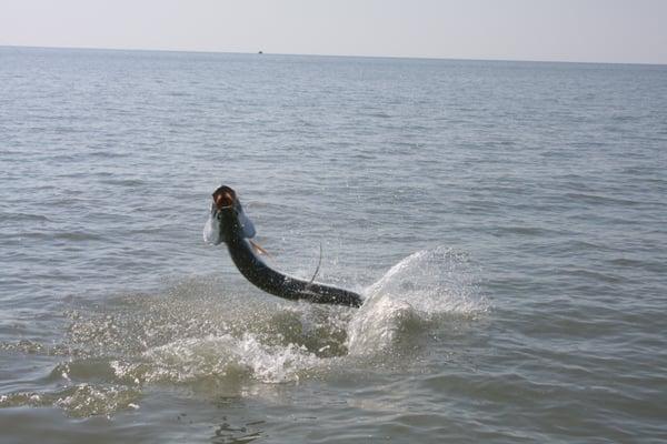 www.floridasportfishingcharters.com
 tarpon at flamingo