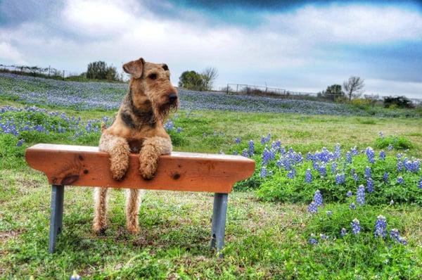 Bluebonnets and doggie guests at the kennel