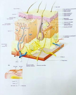 Anatomy of your skin. Notice how thin the epidermis layer is compared to the dermis layer.