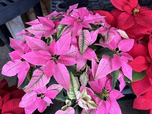 Beautiful Poinsettias