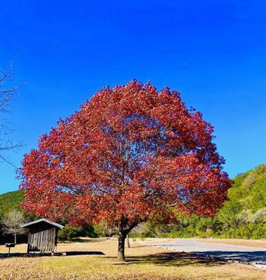 Lost Maples State Park Utopía Texas