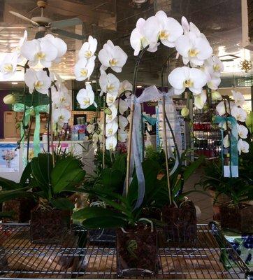 Beautiful Orchids