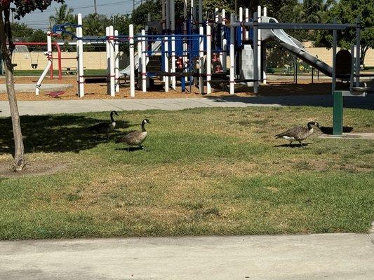 More geese that roam around the park.