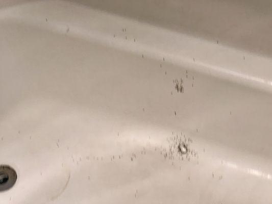 More ants in bathtub