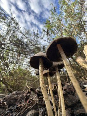 Mushroom village at Talbert Park