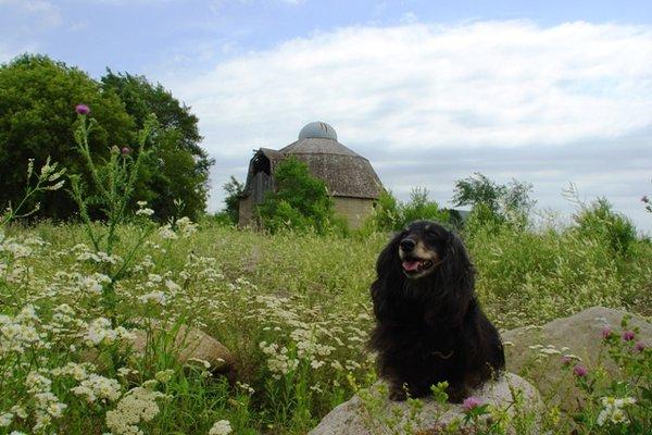 Pet Hospital by the Round Barn