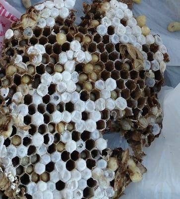 Paper wasp nest