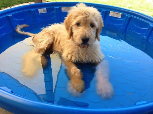 Our other pup. Goldendoodle.