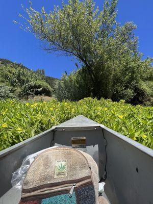 Canoeing down the Russian River