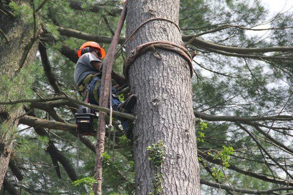 Secured Tree Climber