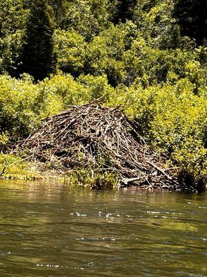 Beaver dam