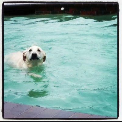 We couldn't keep Zoey out of the water. It was her favorite place to be.