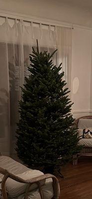 6ft Noble Fir