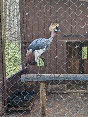 Carolina Raptor Center