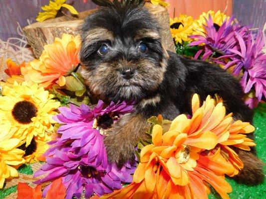 Yorkshire Terrier Pup.