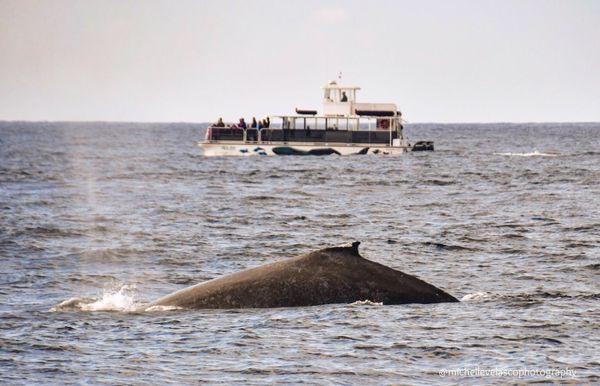 Lot a Fun with Humpback Whale