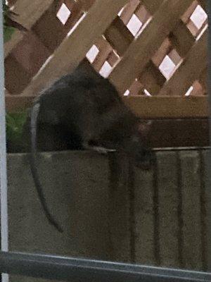 rat climbing down to sit on the bait box-but never enter it