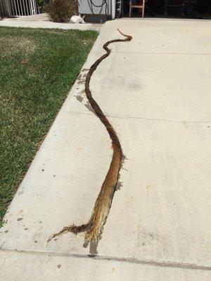 roots pulled from my yard area drains