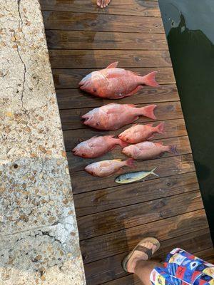 Red snapper, vermillion snapper and mahi mahi