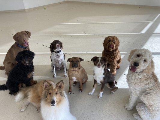 Polite group of Daycare pups practicing a group sit