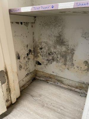 Mold in linen cabinet (contractor said this whole wall between bedrooms is needed to come out, but Northpoint just painted over everything)