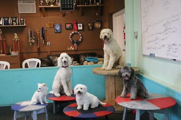 Happy Dogs Boarding and Training