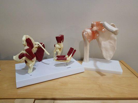 Anatomy models for client education