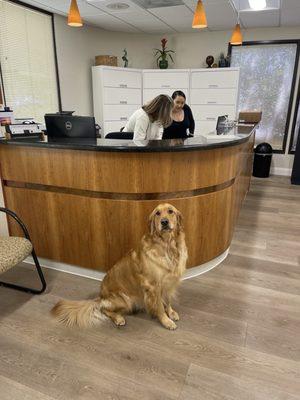 Office pup at the front desk