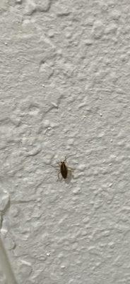 Roach on Bathroom wall!!!