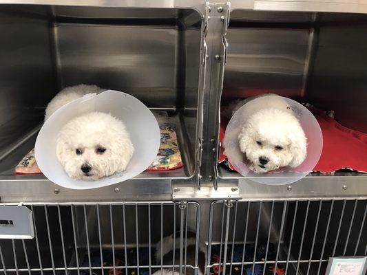 All done and waiting to go home.  They are not fans of the cones!!