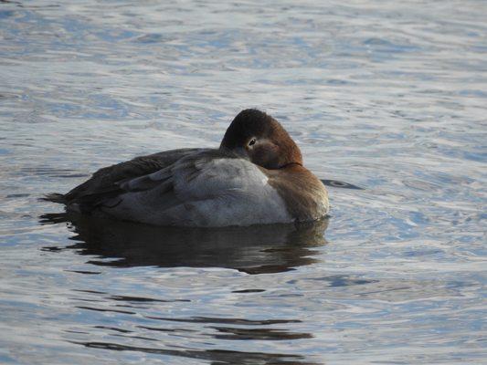 Canvasback