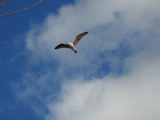 Great black-backed gull