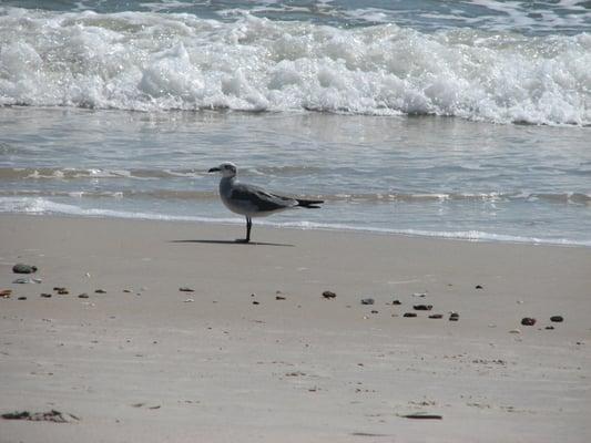 Beach visitor