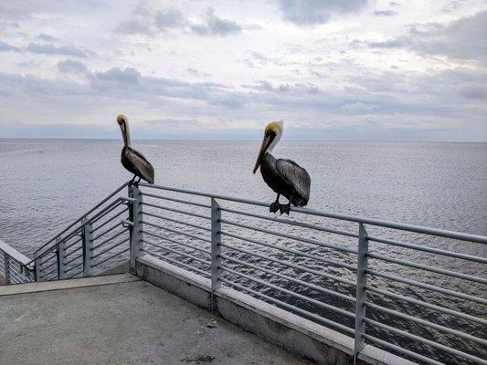 Pelicans!