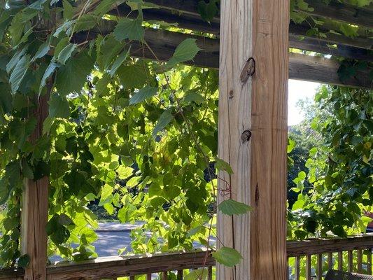 Grape Arbor