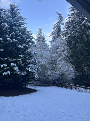 My back yard the day the furnace died.