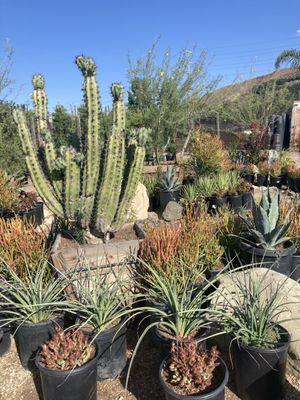 Drought tolerant plants