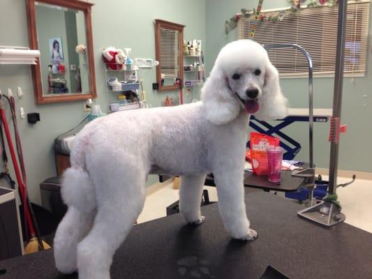 Miniature Poodle