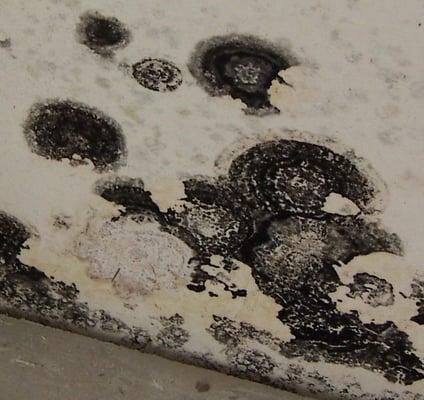 We are experts with mold remediation. IICRC Certified 009966