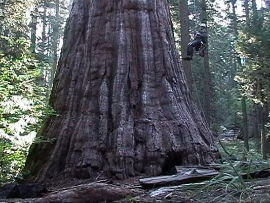 33' diameter 'Bull Buck' Giant Sequoia