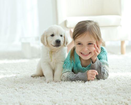 Safe-Dry® Carpet Cleaning of Greensboro