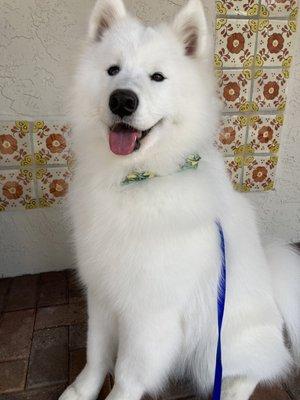 Freshly groomed Samoyed