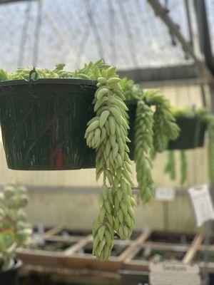 Hanging succulents