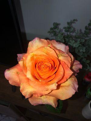 Rose