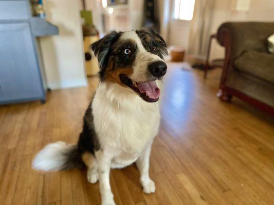 Olly, our border collie Aussie